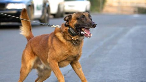 Snarling dog on leash