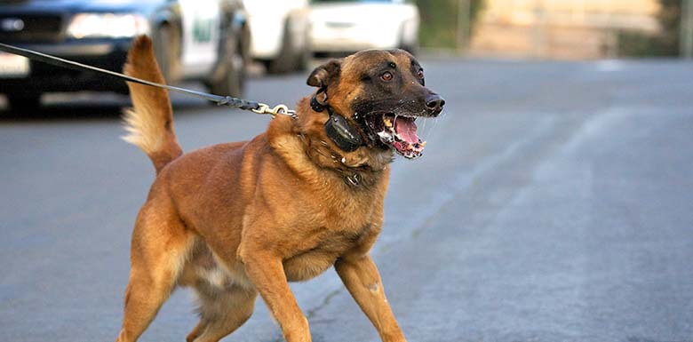 Snarling dog on leash